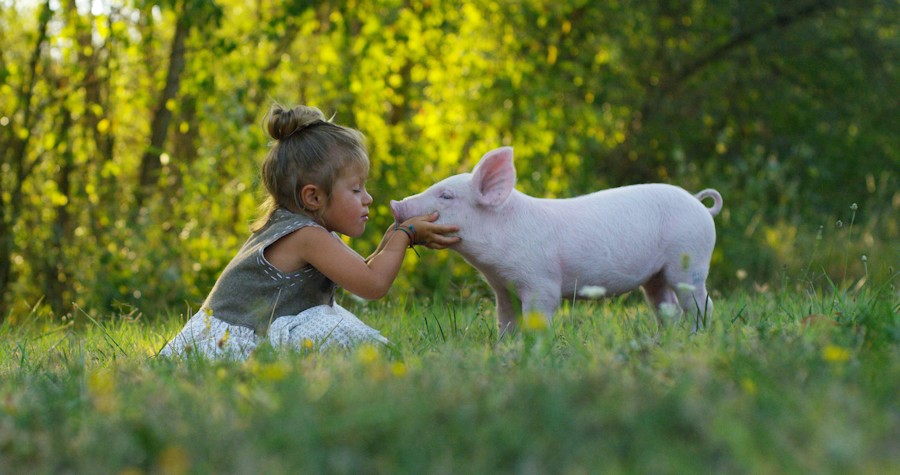 Conheça Bernardo, um vegetariano de 9 anos motivado pelo respeito aos  animais