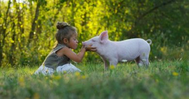 Futuro do veganismo: para crianças, animais não são comida